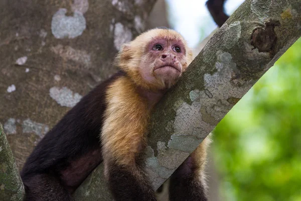 Capuchinho-de-cabeça-branca - Cebus capucinus - Pura Vida — Fotografia de Stock