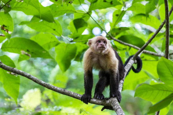 Capuchinho-de-cabeça-branca - Cebus capucinus - Pura Vida — Fotografia de Stock