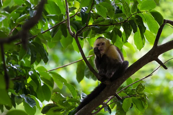 Vita rubriken capuchin - Cebus capucinus - Pura Vida — Stockfoto