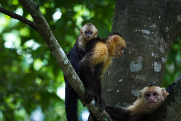 Capuchino de cabeza blanca - Cebus capucinus —  Fotos de Stock