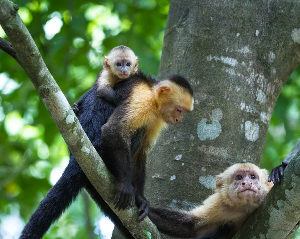 Capuchino de cabeza blanca - Cebus capucinus — Foto de Stock