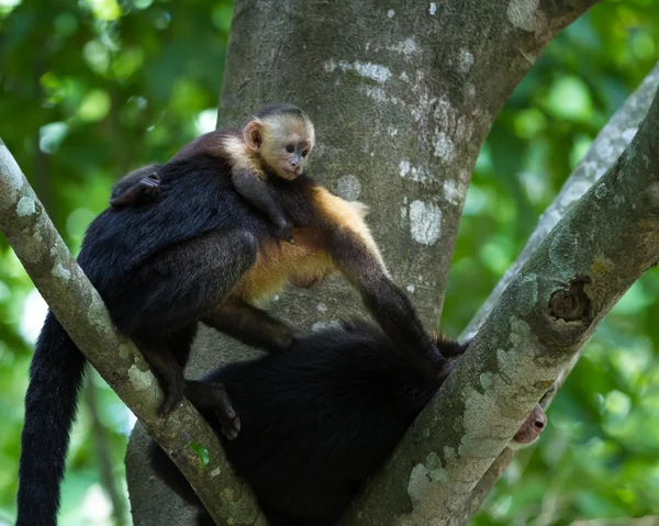 Capuchinho de cabeça branca - Cebus capucinus — Fotografia de Stock