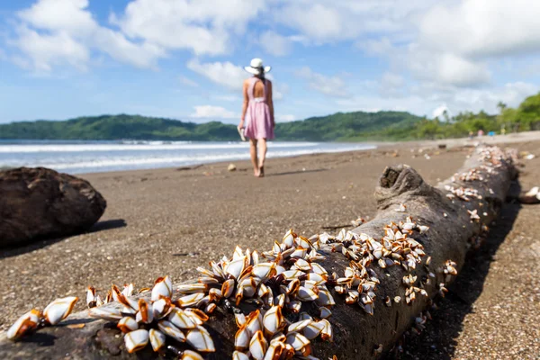 Racimo de mejillones — Foto de Stock