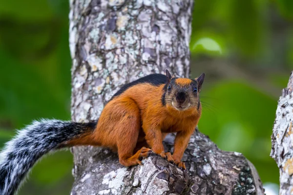 Rotbraunhörnchen — Stockfoto