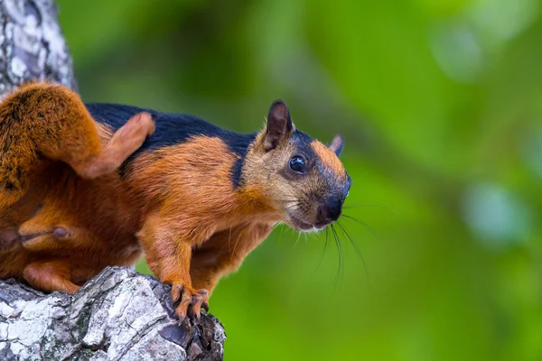 Reddish brown squirrel — Stock Photo, Image