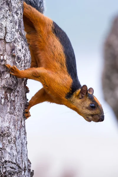 Roodachtig bruine eekhoorn — Stockfoto