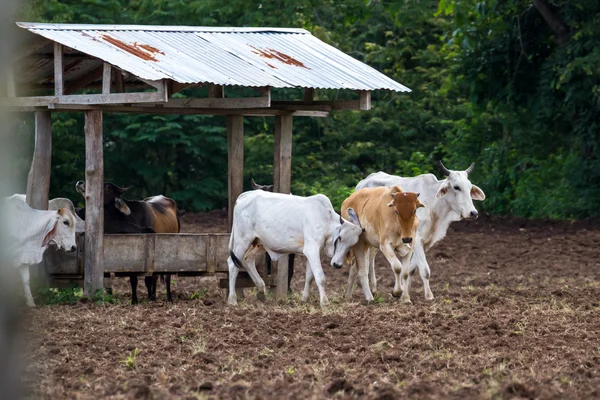 Brahman vee in Costa Rica — Stockfoto