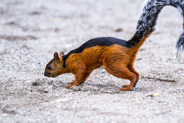 Rotbraunhörnchen — Stockfoto