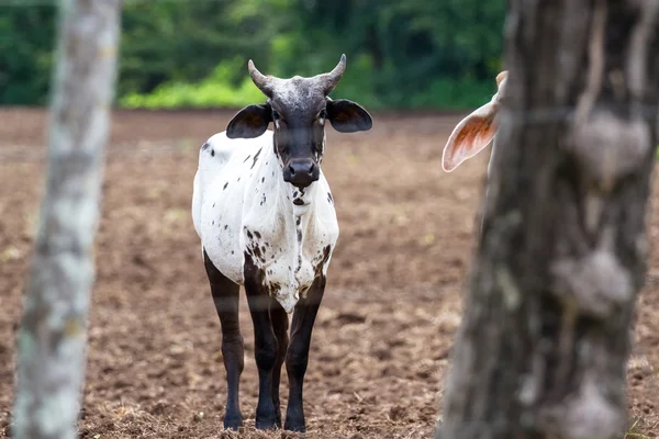 Брахман худоби в Коста-Ріці — стокове фото
