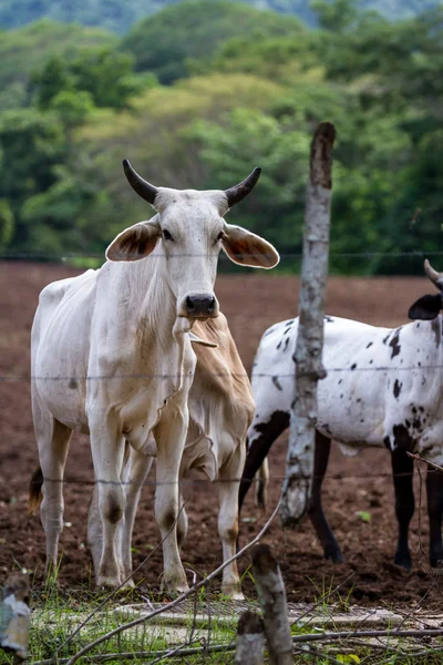 Brahman vee in Costa Rica — Stockfoto