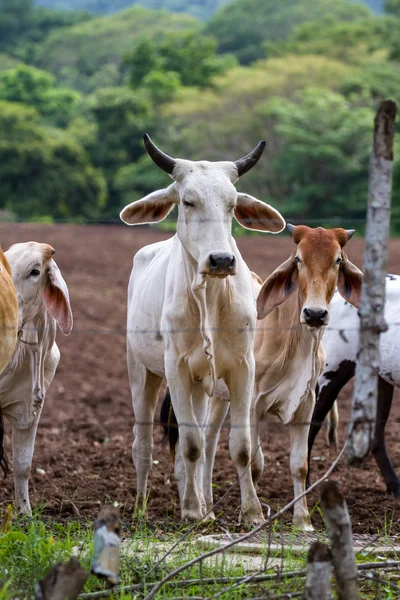 婆罗门牛在哥斯达黎加 — 图库照片