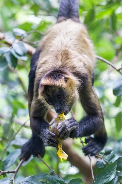 Black wręczył spider monkey - Ateles geoffroyi — Zdjęcie stockowe