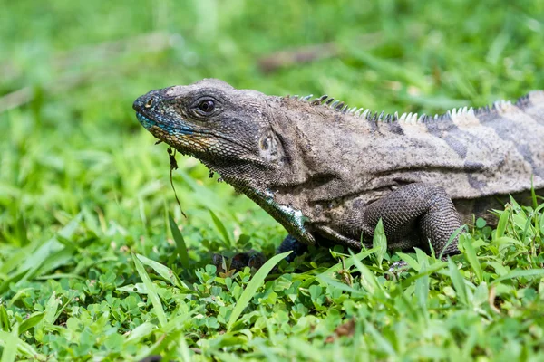 Tropical Iguana in Costa Rica — Stock Photo, Image