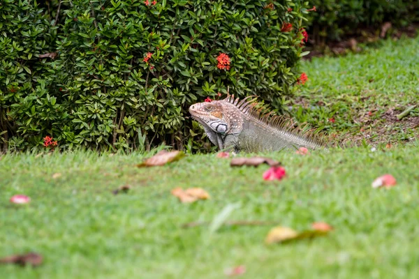 Iguana tropicale au Costa Rica — Photo