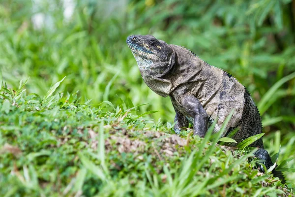 Tropical Iguana w Kostaryce — Zdjęcie stockowe