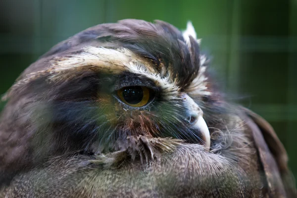 Caged owl in costa Rica — Stock Photo, Image