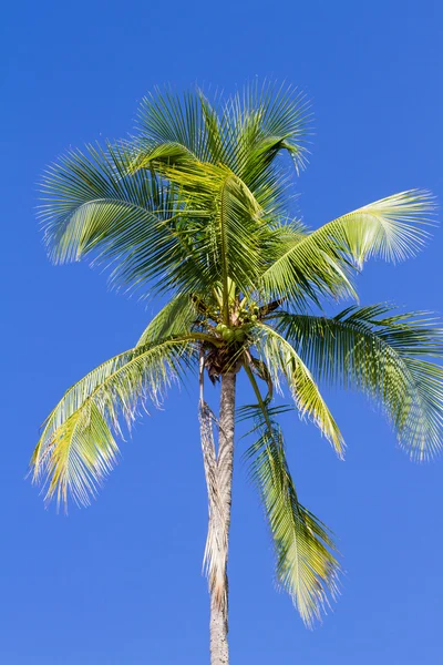 Trópusi pálmafa — Stock Fotó