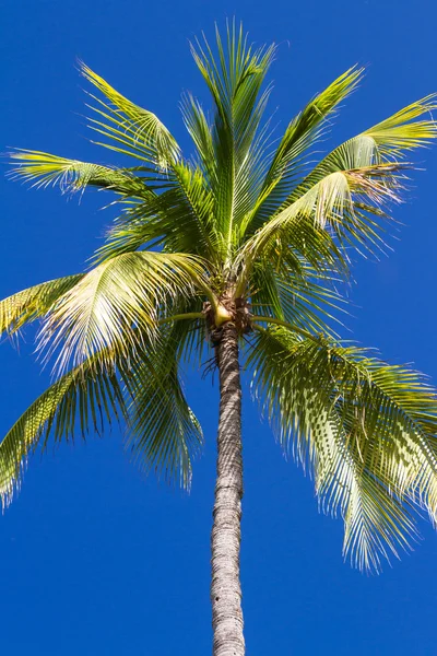 Palma tropicale — Foto Stock