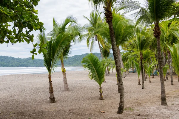 Relaxante tropical, praia — Fotografia de Stock