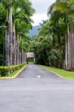 tropikal driveway palmiye ağaçları ile kaplı 