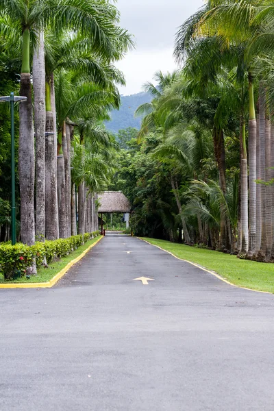 热带的车道两旁的棕榈树 — 图库照片