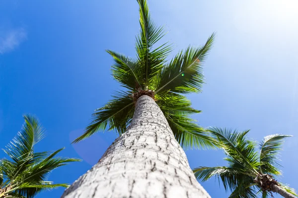 Palme con cielo blu — Foto Stock