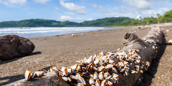 Racimo de mejillones — Foto de Stock