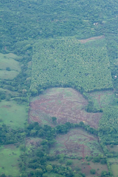 Устойчивое лесоводство — стоковое фото