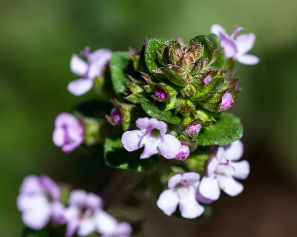 Blooming thyme in the garden — Stock Photo, Image