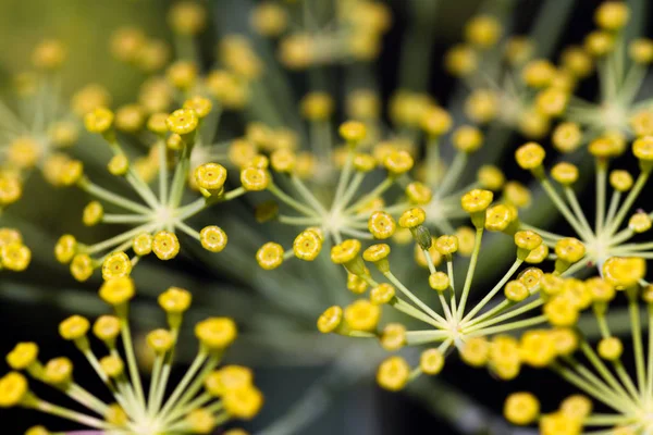 ディルの開花植物 — ストック写真