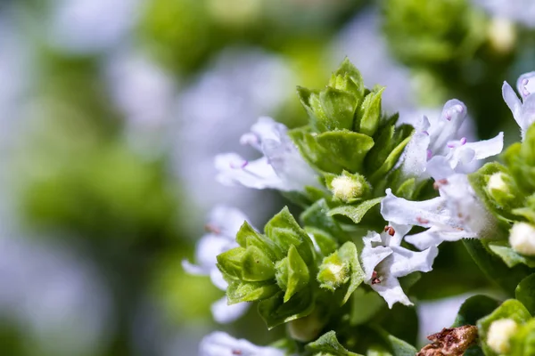 Floreciente orégano de cerca — Foto de Stock