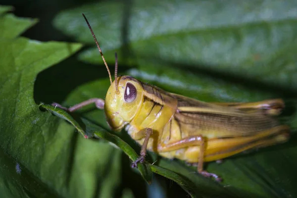 Small yellow grasshopper — Stock Photo, Image