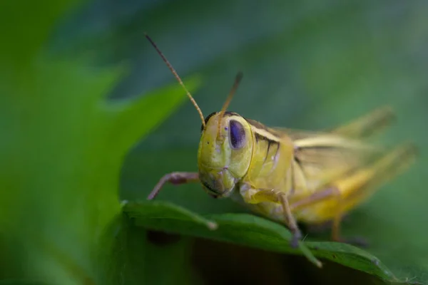 Pequeño saltamontes amarillo — Foto de Stock