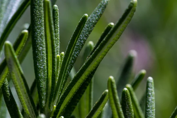 Świeży rozmaryn organicznych — Zdjęcie stockowe