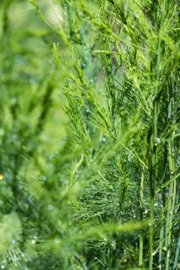 Organik kuşkonmaz bitkiler 