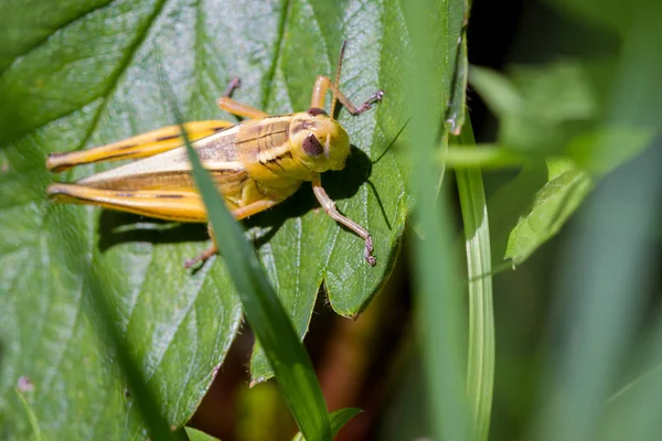 Pequeño saltamontes amarillo — Foto de Stock