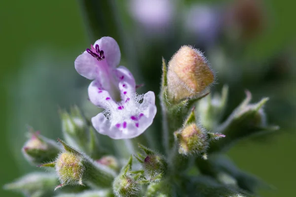 Floración fresca de catnip — Foto de Stock