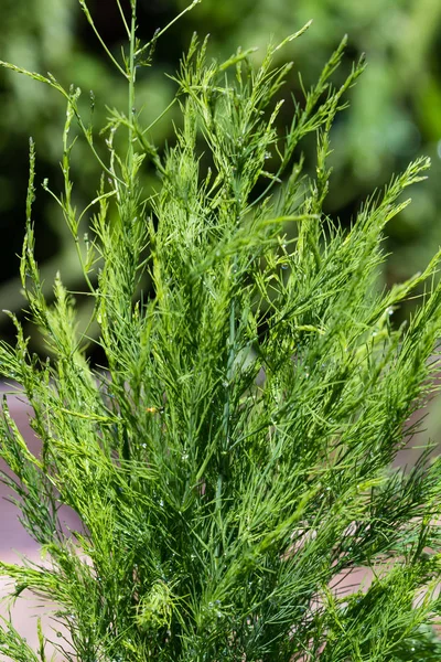 有机芦笋植物 — 图库照片