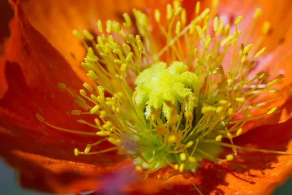 Orange poppy flower — Stock Photo, Image