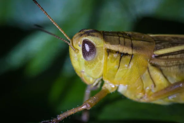 Pequeño saltamontes amarillo — Foto de Stock