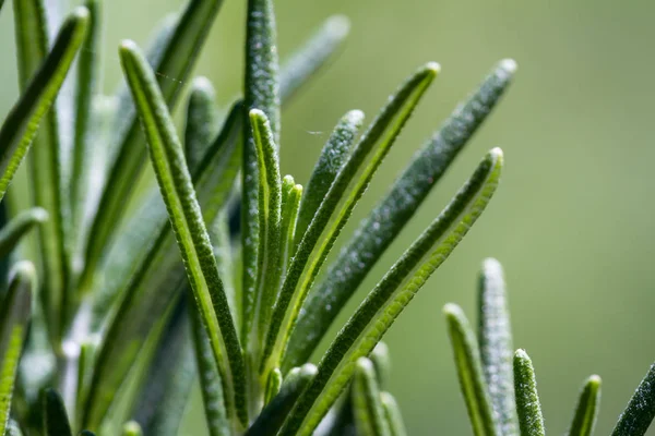 Świeży rozmaryn organicznych — Zdjęcie stockowe