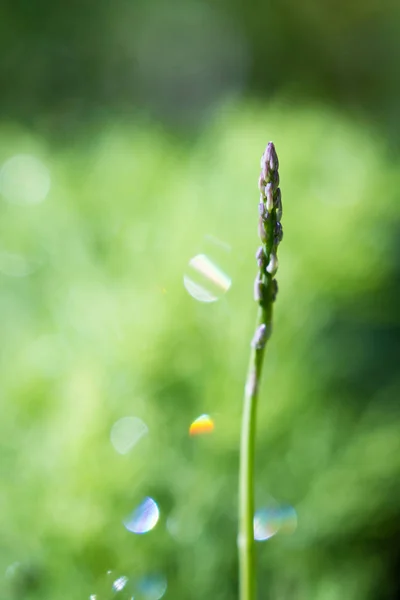 有机芦笋植物 — 图库照片