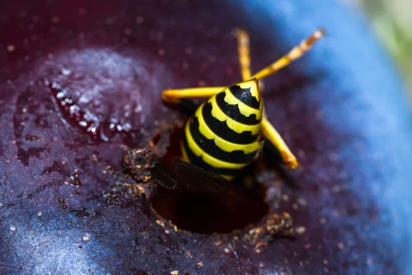 Giacca gialla - vespula squamosa — Foto Stock