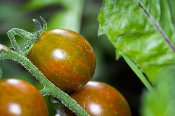 Fresh garden tomatoes — Stock Photo, Image