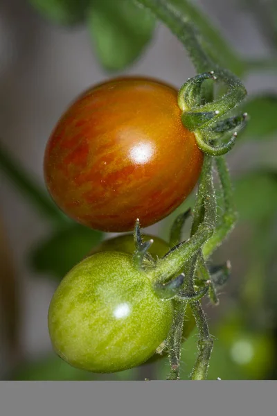 Świeżych pomidorów ogród — Zdjęcie stockowe