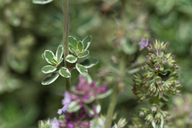 bahçede çiçek açan kekik 