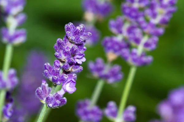 Flores de lavanda de cerca — Foto de Stock