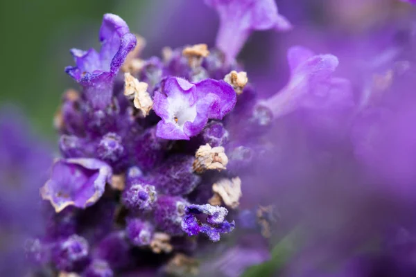 Flores de lavanda de cerca — Foto de Stock