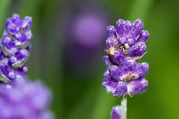 Lavender flowers close up — Stock Photo, Image