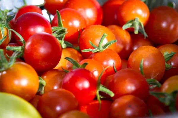 Tuin verse tomaten — Stockfoto